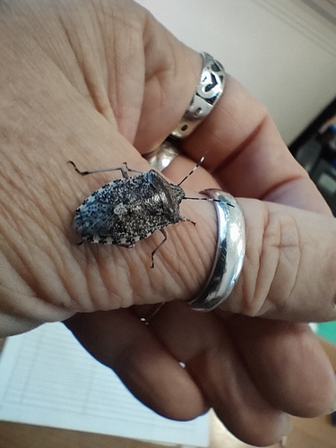 Mottled Stink Bug