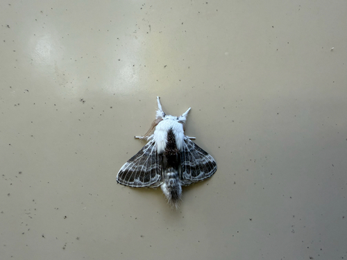 Large Tolype Moth