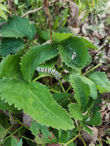 Black Swallowtail