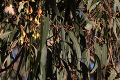 Eucalyptus tricarpa