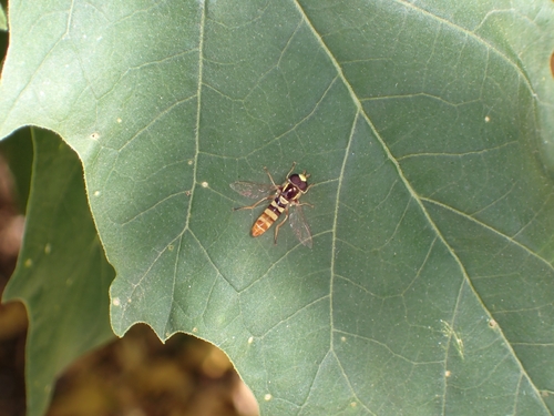 Epauletted Hover Fly