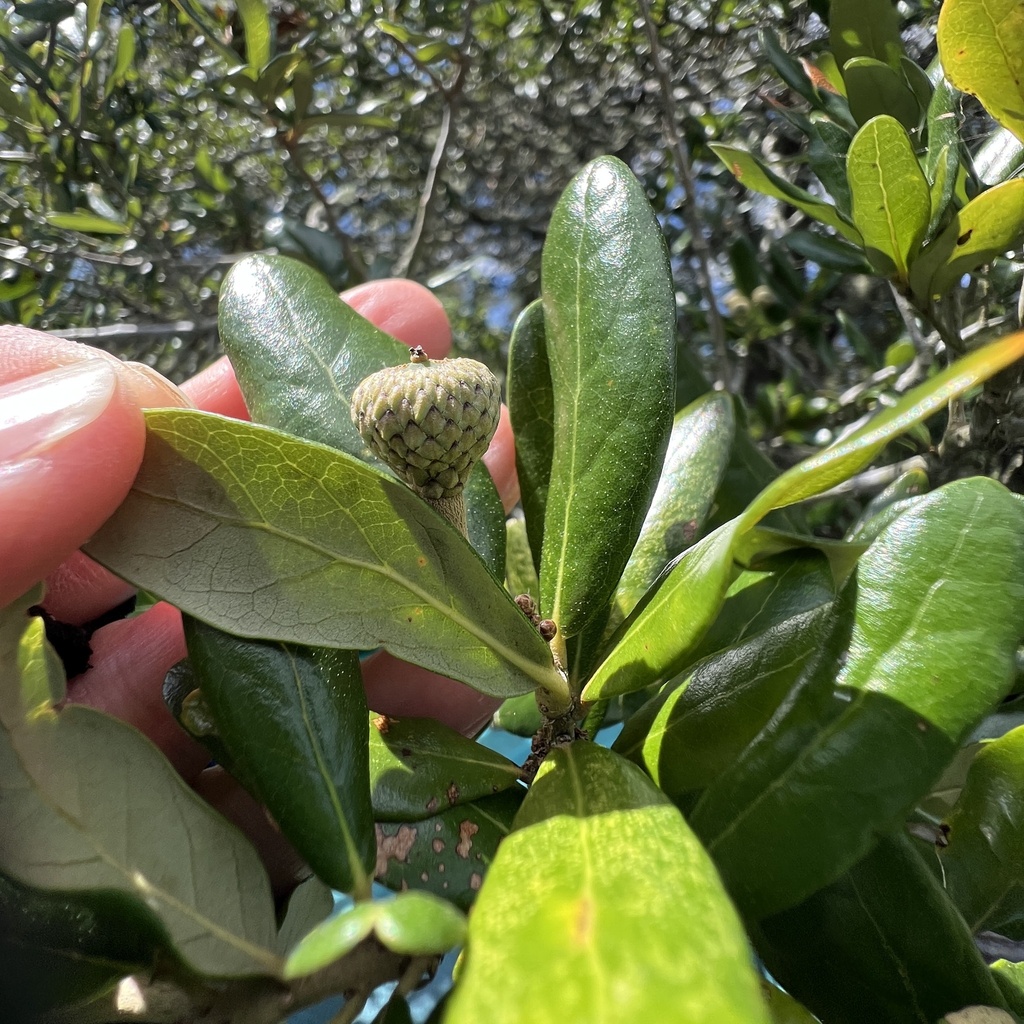 Quercus virginiana; photograph (c) Anne Parker, some rights reserved (CC BY)
