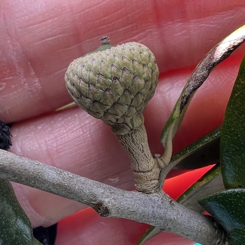 Quercus virginiana, photograph 2