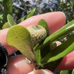 (c) Anne Parker, some rights reserved (CC BY) Quercus virginiana, photograph (c) Anne Parker, some rights reserved (CC BY)