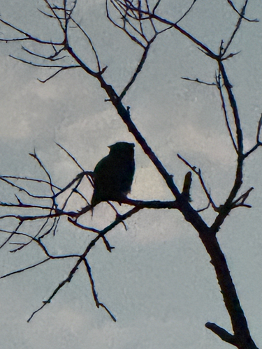 Great Horned Owl