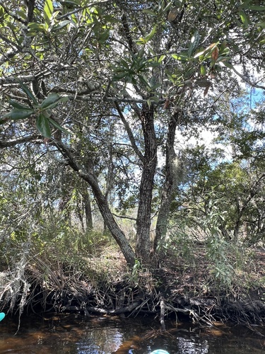Quercus virginiana, photograph 4