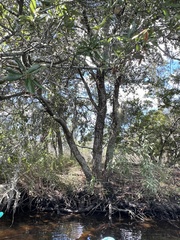 (c) Anne Parker, some rights reserved (CC BY) Quercus virginiana, photograph (c) Anne Parker, some rights reserved (CC BY)