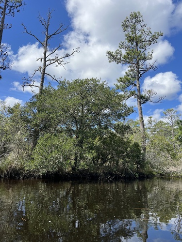 Quercus virginiana, photograph 5