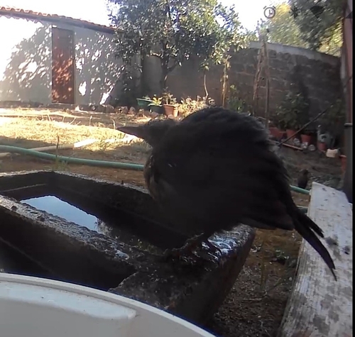 Eurasian Blackbird