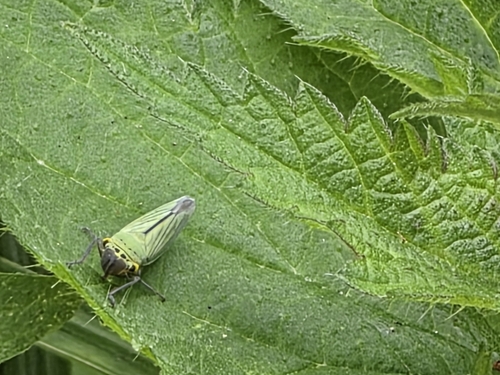 Green Leafhopper