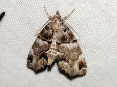 Cutina distincta