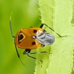 Deraeocoris punctum