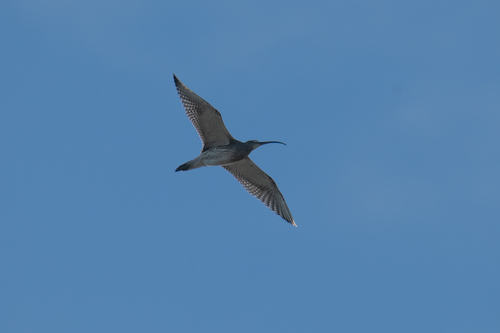 Eurasian Curlew