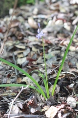 Hyacinthoides