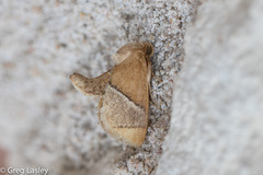 Apoda latomia