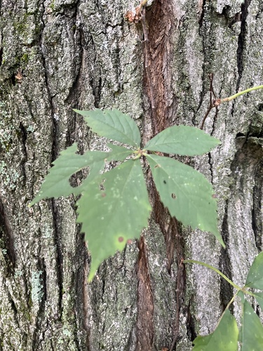 Virginia creeper