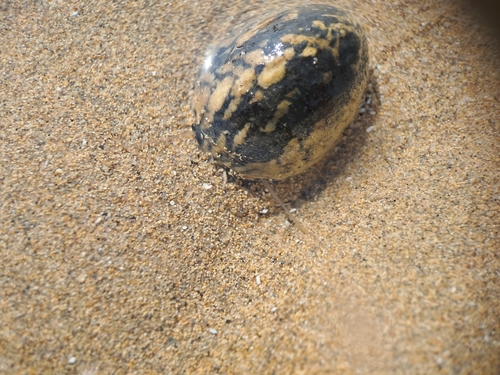 Nerita sanguinolenta
