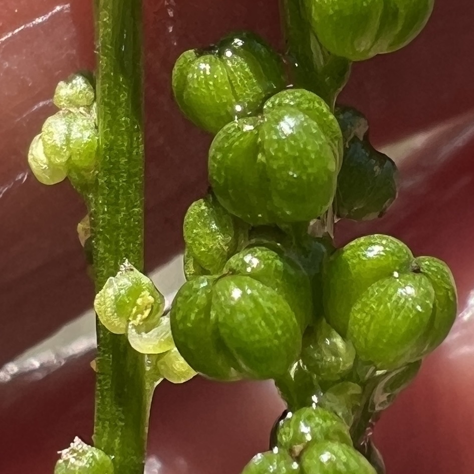Triglochin striata; photograph (c) Anne Parker, some rights reserved (CC BY)