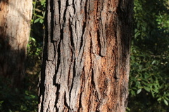 Eucalyptus tricarpa