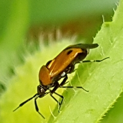 Deraeocoris punctum