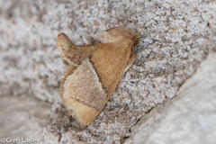 Apoda latomia