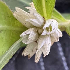 (c) Anne Parker, some rights reserved (CC BY) Alternanthera philoxeroides, photograph (c) Anne Parker, some rights reserved (CC BY)