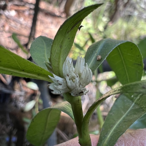 Alternanthera philoxeroides, photograph 5
