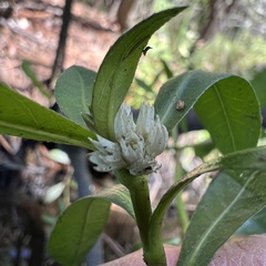 (c) Anne Parker, some rights reserved (CC BY) Alternanthera philoxeroides, photograph (c) Anne Parker, some rights reserved (CC BY)
