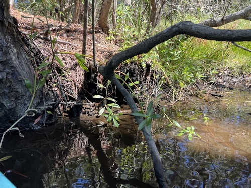Alternanthera philoxeroides, photograph 6