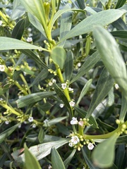 Myoporum insulare