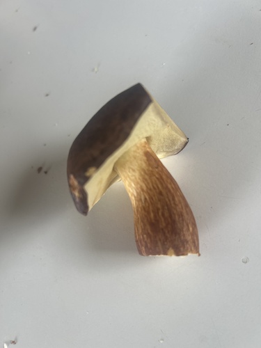 Bay Bolete