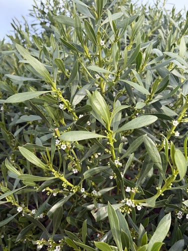 Myoporum insulare, photograph 2