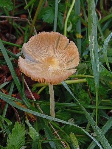 yellow fieldcap