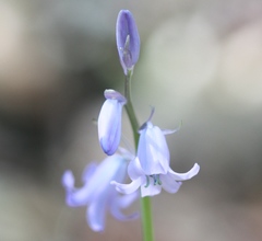Hyacinthoides