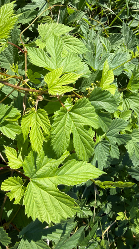 common hops