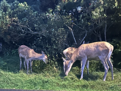 Red Deer