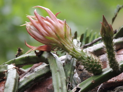 Selenicereus spinulosus