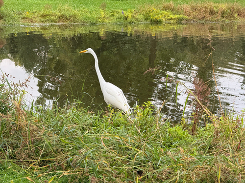 Great Egret