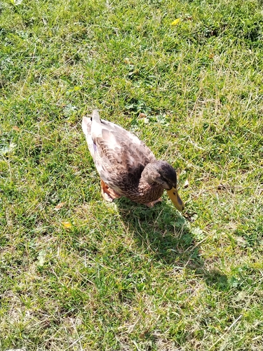 Mallard