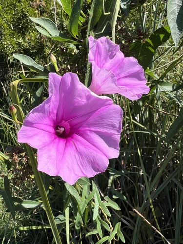 Ipomoea sagittata, photograph 6