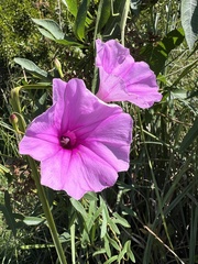 Ipomoea sagittata, photograph (c) Anne Parker, some rights reserved (CC BY)