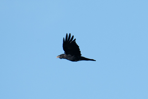 Common Raven