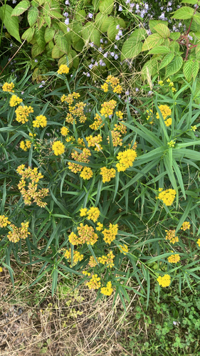 flat-topped goldenrod