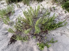 Iva imbricata