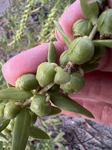 Iva imbricata, photograph 2