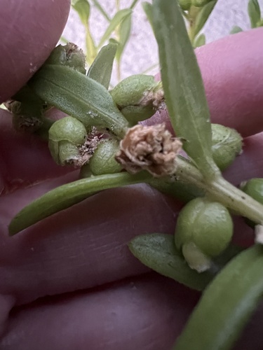 Iva imbricata, photograph 4