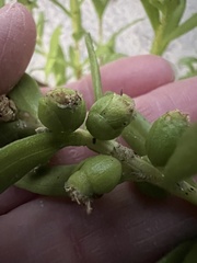 Iva imbricata, photograph (c) Anne Parker, some rights reserved (CC BY)