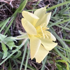 Beach Evening Primrose (Oenothera humifusa)