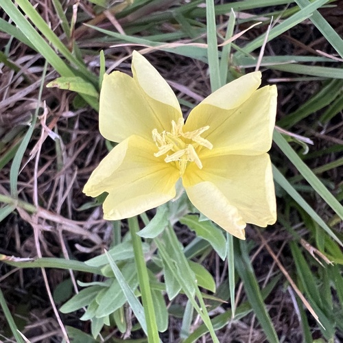 Oenothera humifusa, photograph 1