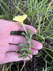 Oenothera humifusa, photograph (c) Anne Parker, some rights reserved (CC BY)